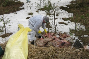 Utilizarea cadavrelor animale în instalațiile de reciclare și în instalațiile de gestionare a deșeurilor