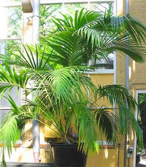 Îngrijirea la domiciliu la domiciliu după un palmier exotic (fotografie a unei plante)