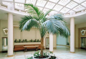 Îngrijirea la domiciliu la domiciliu după un palmier exotic (fotografie a unei plante)
