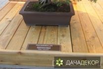 Grijă pentru bonsai la domiciliu în creștere, plantare, fotografie, afaceri ușor