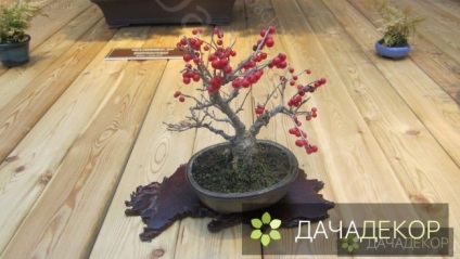 Grijă pentru bonsai la domiciliu în creștere, plantare, fotografie, afaceri ușor