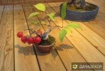 Grijă pentru bonsai la domiciliu în creștere, plantare, fotografie, afaceri ușor