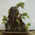 Grijă de bonsai acasă, un om de știință de pisică