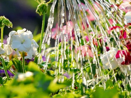 Îngrijirea florilor - udare, slăbire, fertilizare