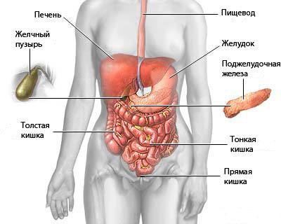 Uzi cavitatea abdominală prepararea copilului, norme, cum ar fi face