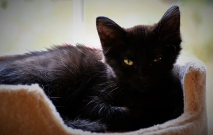 A fekete macskák (fiúk és lányok), a macska és a macska becenevek változatai