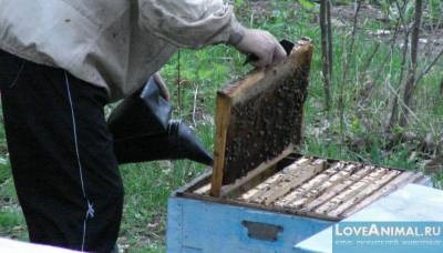 Varroatoza în albine