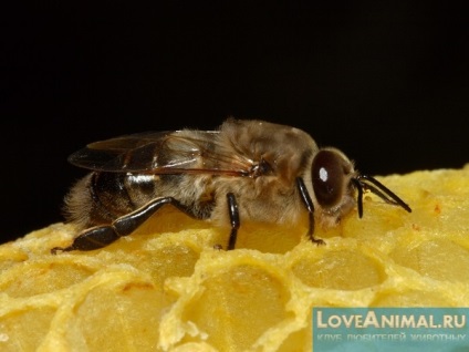 Varroatoza în albine