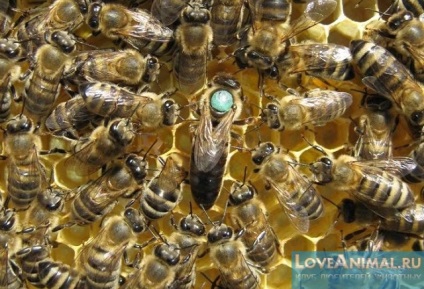 Varroatoza în albine