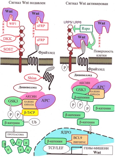 Cele mai importante comutatoare ale celulelor corpului sunt proteinele wnt