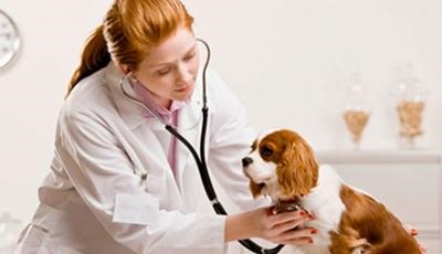 Clinica veterinara in Minsk - clinica veterinara vellvet