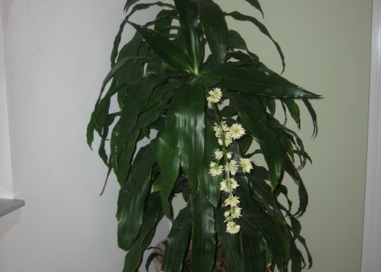 A dracaena fajai és fajtái a sárkányban, a Room Ogodsef, a Sanderiana, a hajlított dracaena, arany és