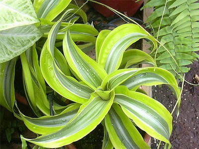 A dracaena fajai és fajtái a sárkányban, a Room Ogodsef, a Sanderiana, a hajlított dracaena, arany és