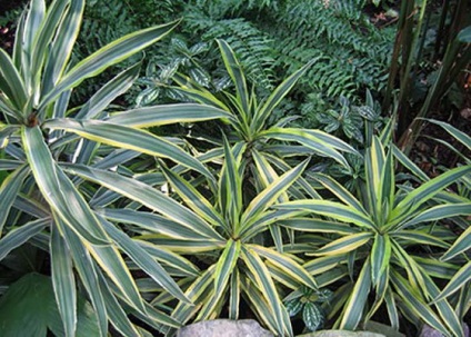 Specii și soiuri de dracaena în balaurul foto, camera Ogodsef, Sanderiana, dracaena îndoită, aur și