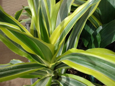 A dracaena fajai és fajtái a sárkányban, a Room Ogodsef, a Sanderiana, a hajlított dracaena, arany és