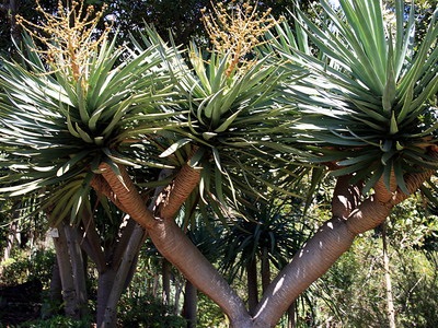 Specii și soiuri de dracaena în balaurul foto, camera Ogodsef, Sanderiana, dracaena îndoită, aur și