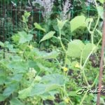Uborka palánták termesztése, melléktermesztés
