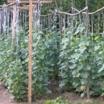 Uborka palánták termesztése, melléktermesztés