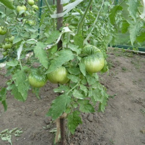 Cultivarea tomatelor pe două rădăcini