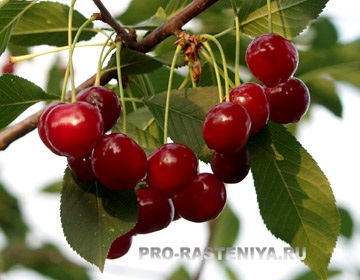 Cherry în grădinărit - site despre plante