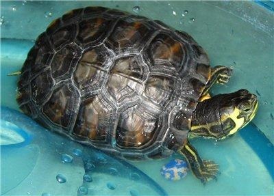 Turtle de apă de îngrijire, o lume a intereselor