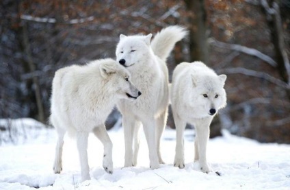 Tipuri de lupi de lupi, descriere, stil de viață, fotografie