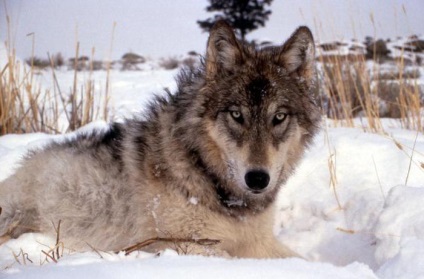 Tipuri de lupi de lupi, descriere, stil de viață, fotografie