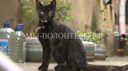 În Sankt Petersburg, în curți este planificată instalarea de case pentru pisicile fără stăpân