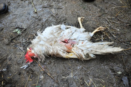 Suzdalban egy érthetetlen állat megfojtotta 40 tyúkot éjszakánként - Chupacabra - hír