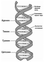 A genetikai anyag kémiai szervezése