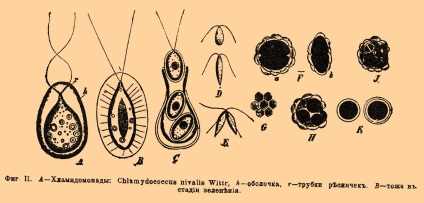 A Chlamydomonadok a következők