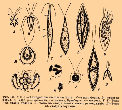 A Chlamydomonadok a következők