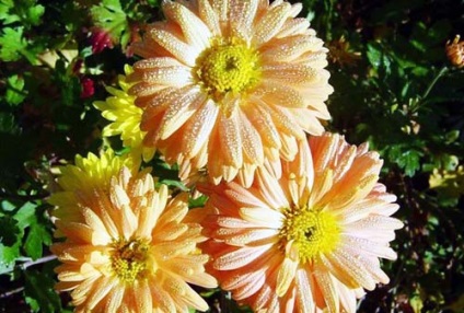 Crizantema în designul grădinii, cultivarea, îngrijirea