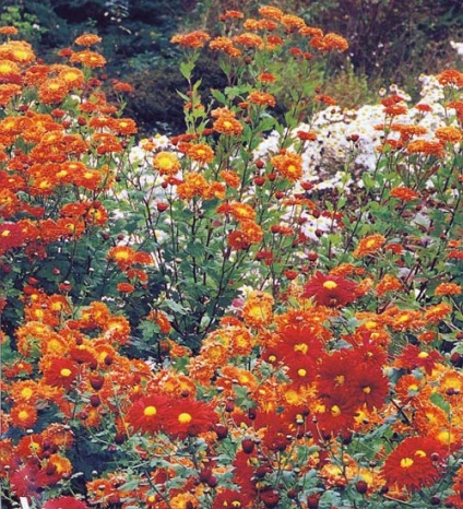 Crizantema în designul grădinii, cultivarea, îngrijirea
