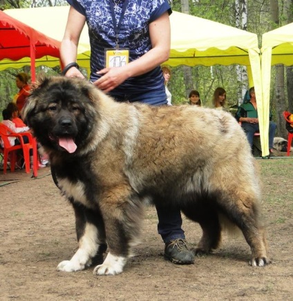 Expoziția Națională Xxii - câinii ciobănești caucazieni din Rusia 2016