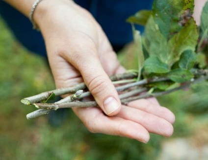 Pomi de arbori și pere de la butași