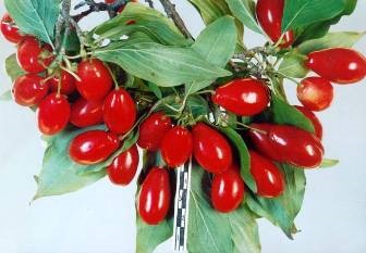 Berry dogwood - növekvő és hasznos tulajdonságai cornelian