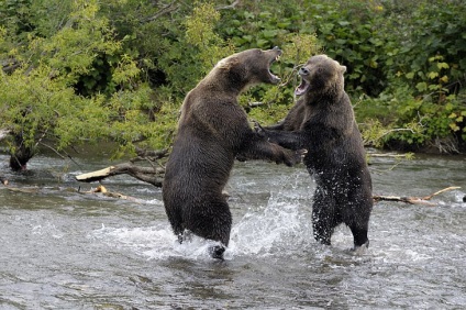 Miért állnak a medvék a hátsó lábukon, fotóhíreket