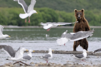 Miért állnak a medvék a hátsó lábukon, fotóhíreket