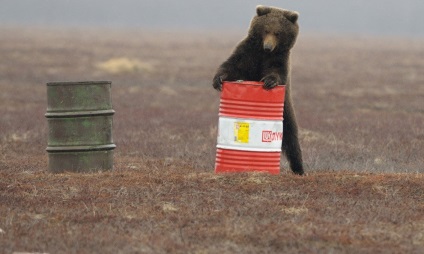 Miért állnak a medvék a hátsó lábukon, fotóhíreket