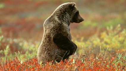 Miért emelkedik a medve a hátsó lábakhoz?