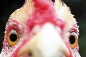 A fagyasztott csirkét új fegyverként ismerik fel apránként