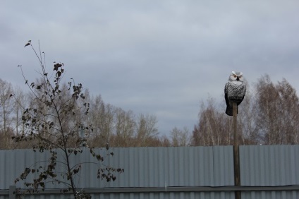 Protecția împotriva păsărilor - țâțe, dăunători