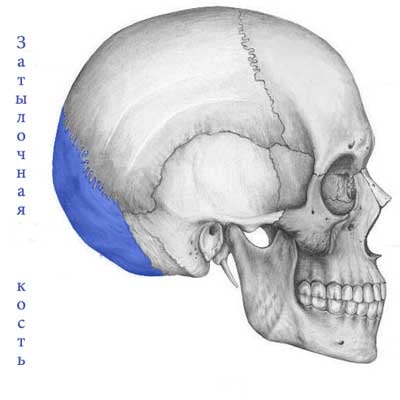 Oase occipitală, anatomie umană