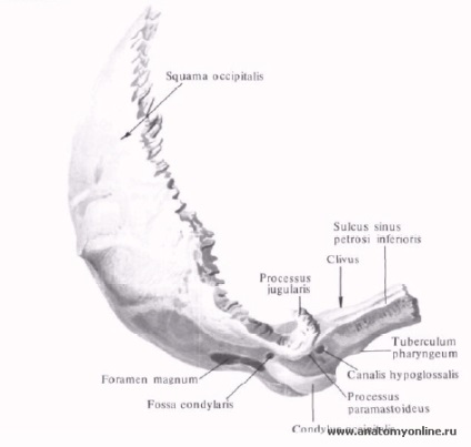 Oase occipitală - anatomie umană - enciclopedie & amp; dicționare