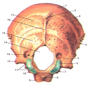Occipital csont - humán anatómia - enciklopédia & amp; szótárak