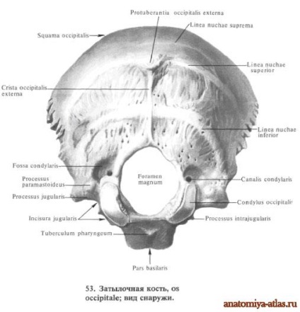 Oase occipitală - anatomie umană - enciclopedie & amp; dicționare