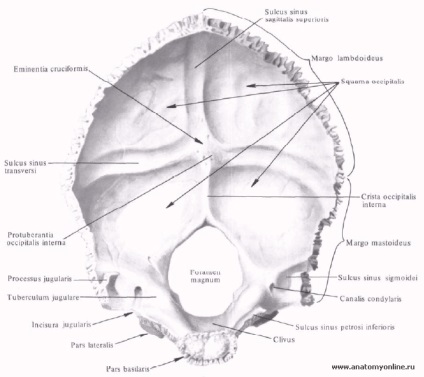 Oase occipitală - anatomie umană - enciclopedie & amp; dicționare