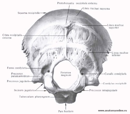 Oase occipitală - anatomie umană - enciclopedie & amp; dicționare