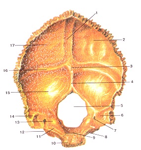 Oase occipitală - anatomie umană - enciclopedie & amp; dicționare